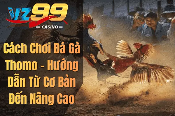 Cách Chơi Đá Gà Thomo – Hướng Dẫn Từ Cơ Bản Đến Nâng Cao