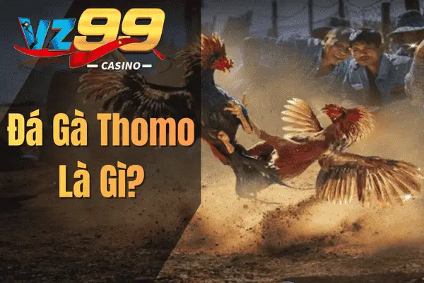Đá Gà Thomo Là Gì?